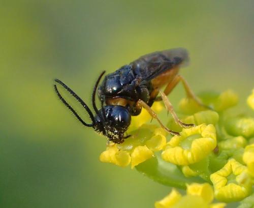 Sterictiphorinae